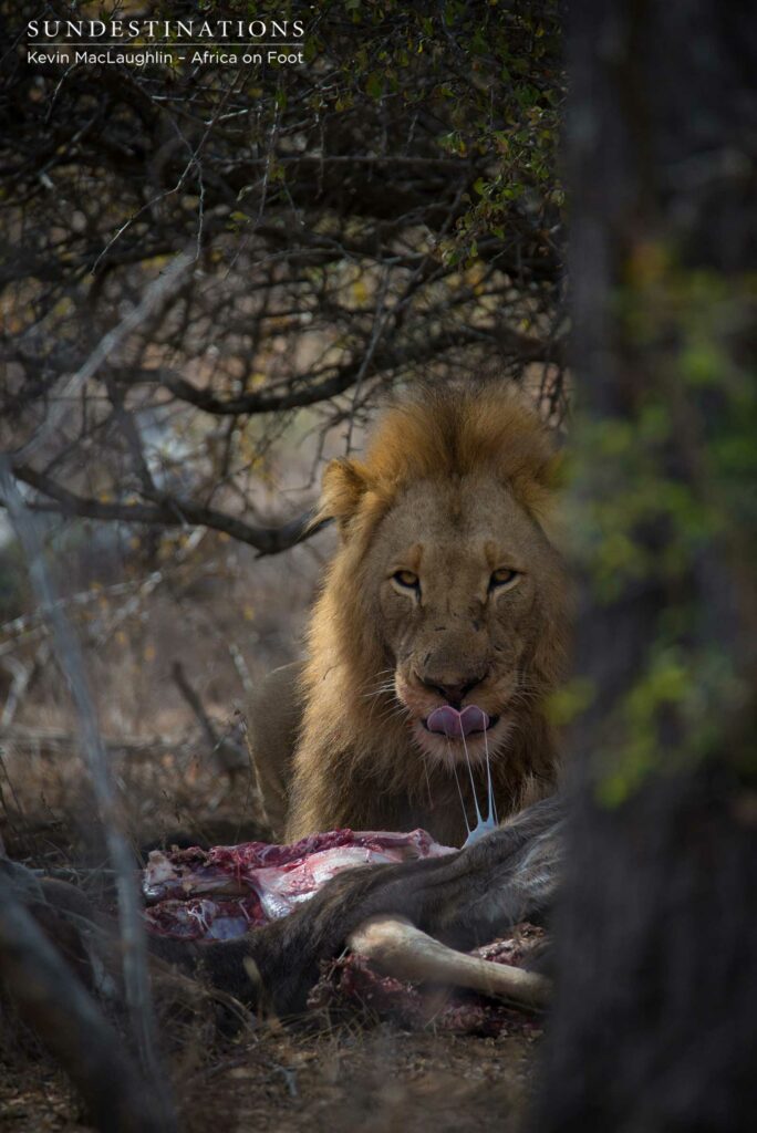 Mapoza male feeding on a kudu