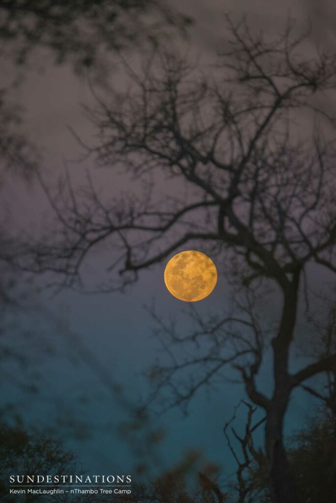 Full moon rises into the heavens and finds a gap between the branches to be photographed Full moon rises into the heavens and finds a gap between the branches to be photographed