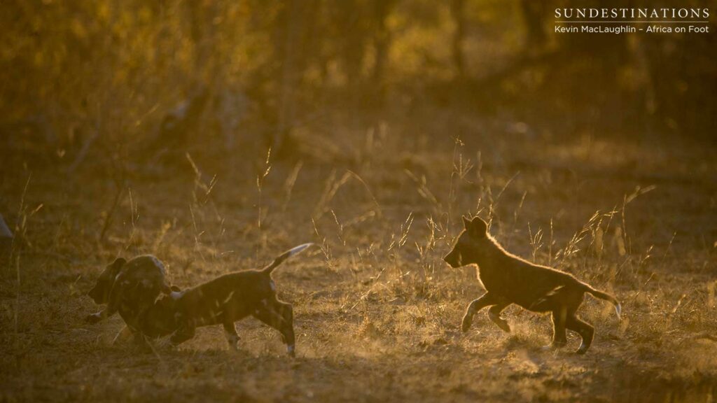 Without a doubt one of our favourites this week: wild dog pups gallivanting in the dusty dusk. How spoilt are we? Without a doubt one of our favourites this week: wild dog pups gallivanting in the dusty dusk. How spoilt are we?