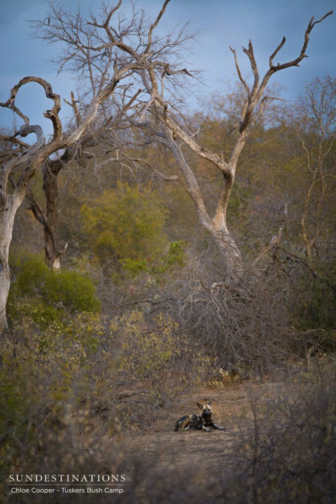 African wild dogs make a welcome appearance in the Tuskers concession in Botswana, offering breath-taking sighting of these endangered animals to guests on game drive African wild dogs make a welcome appearance in the Tuskers concession in Botswana, offering breath-taking sighting of these endangered animals to guests on game drive
