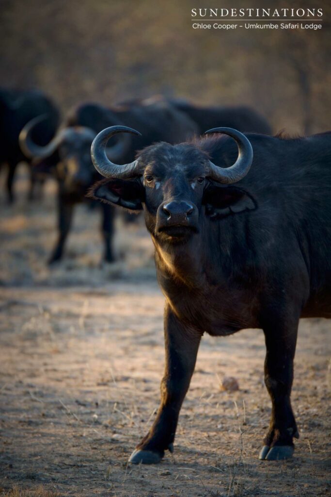 A herd of Africa's meanest mammal - the buffaloes know how to intimidate its enemies A herd of Africa's meanest mammal - the buffaloes know how to intimidate its enemies