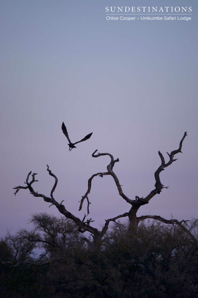 We have lift off... A white-backed vulture abandons its perch as the sunset begins to fade and the dusk skies darken into indigo We have lift off... A white-backed vulture abandons its perch as the sunset begins to fade and the dusk skies darken into indigo