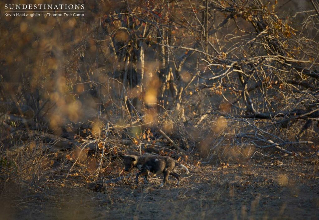African wild dog pups running around outside the den in Klaserie