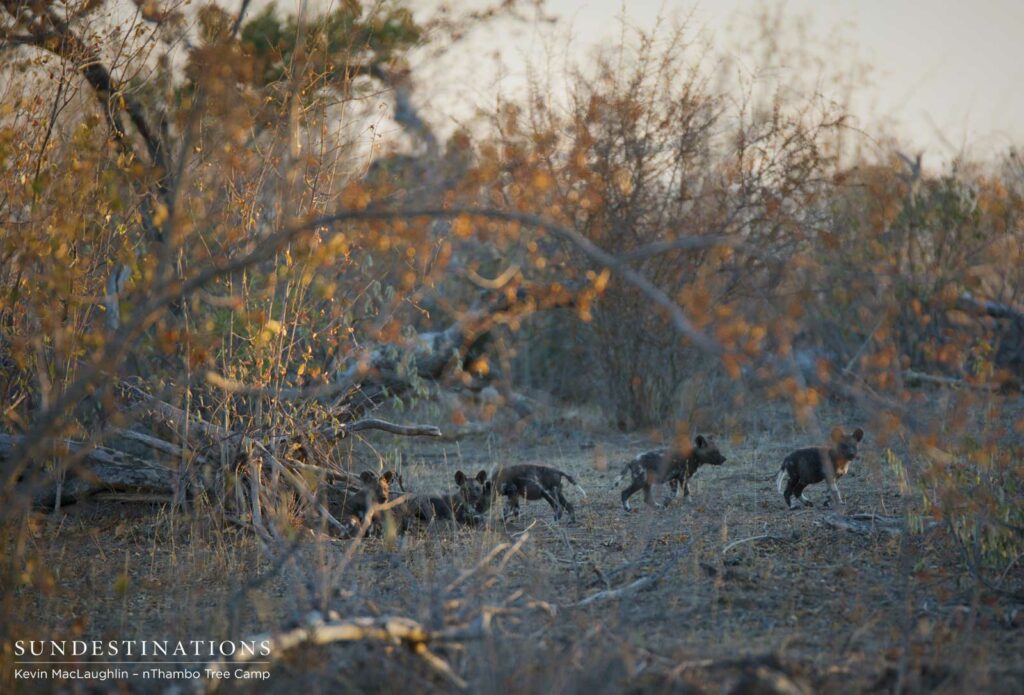 African wild dog pups running around outside the den in Klaserie