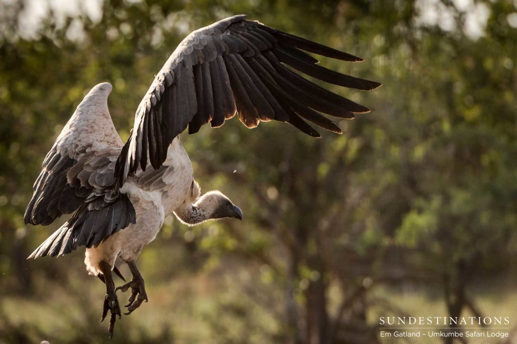 A white-backed vulture closes in on an abandoned kill A white-backed vulture closes in on an abandoned kill
