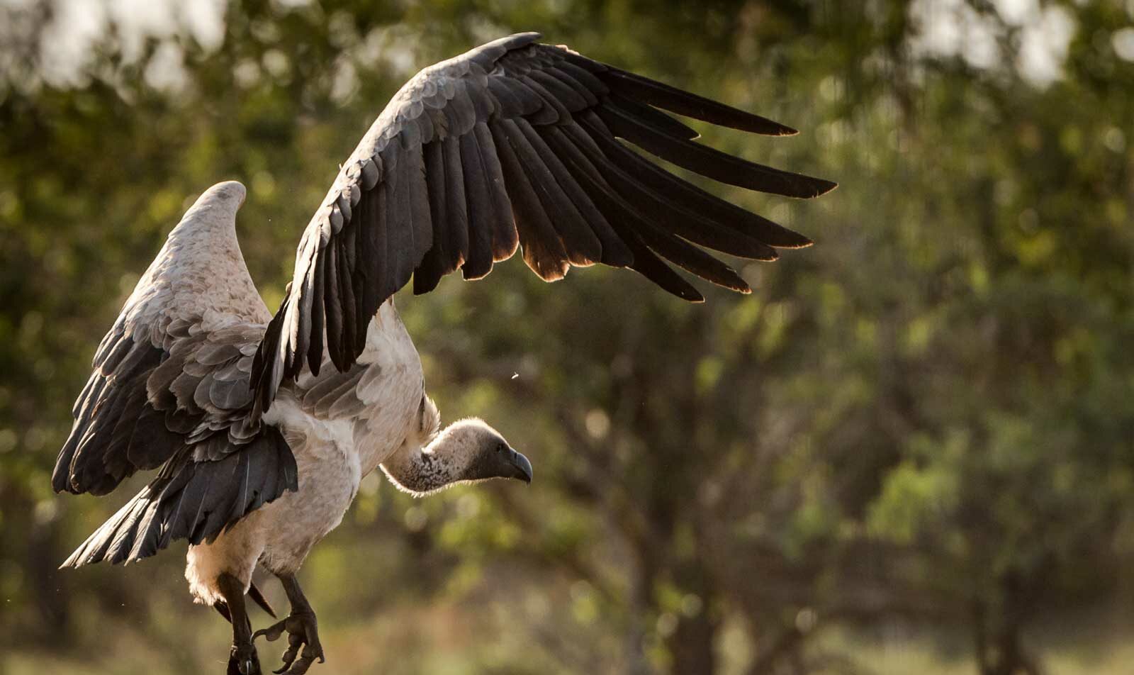 A white-backed vulture closes in on an abandoned kill A white-backed vulture closes in on an abandoned kill