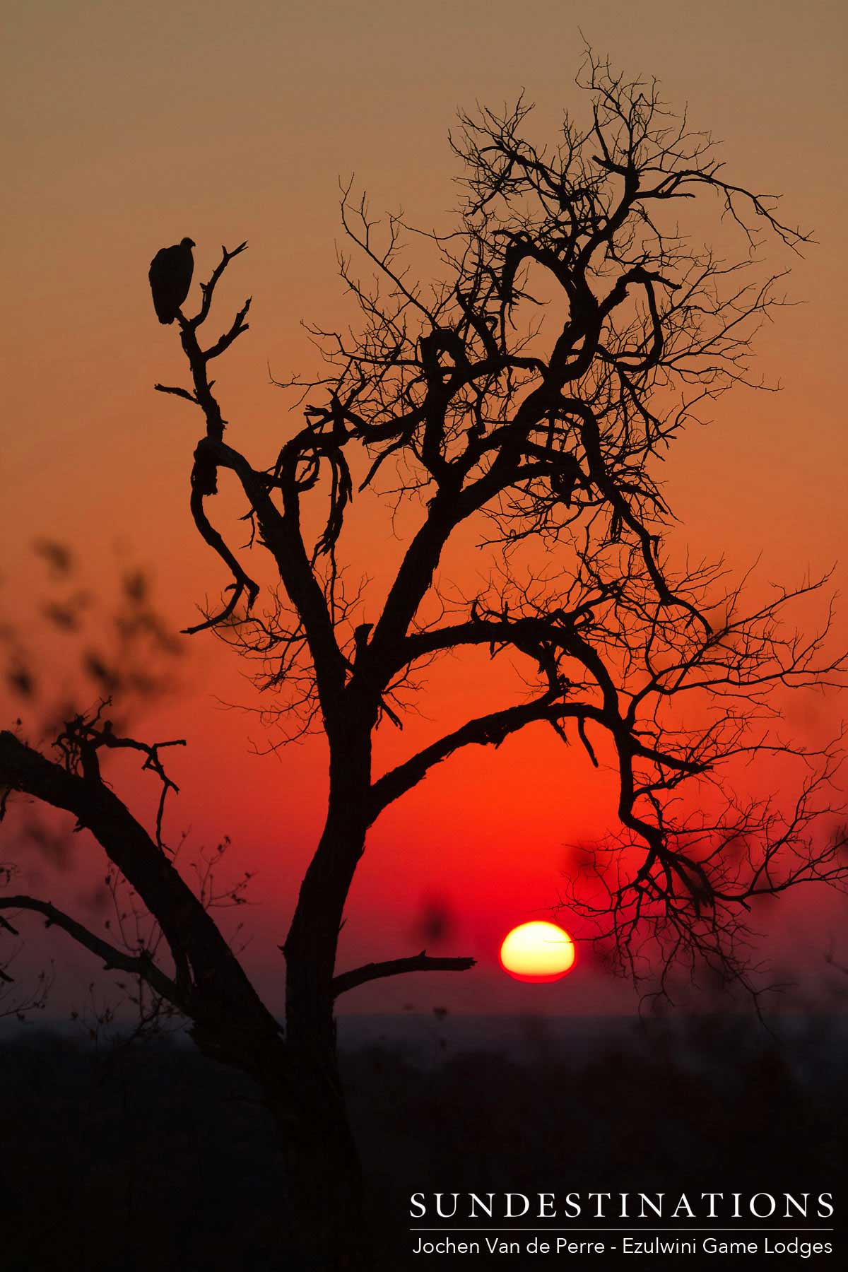 Ezulwini Vulture in Tree