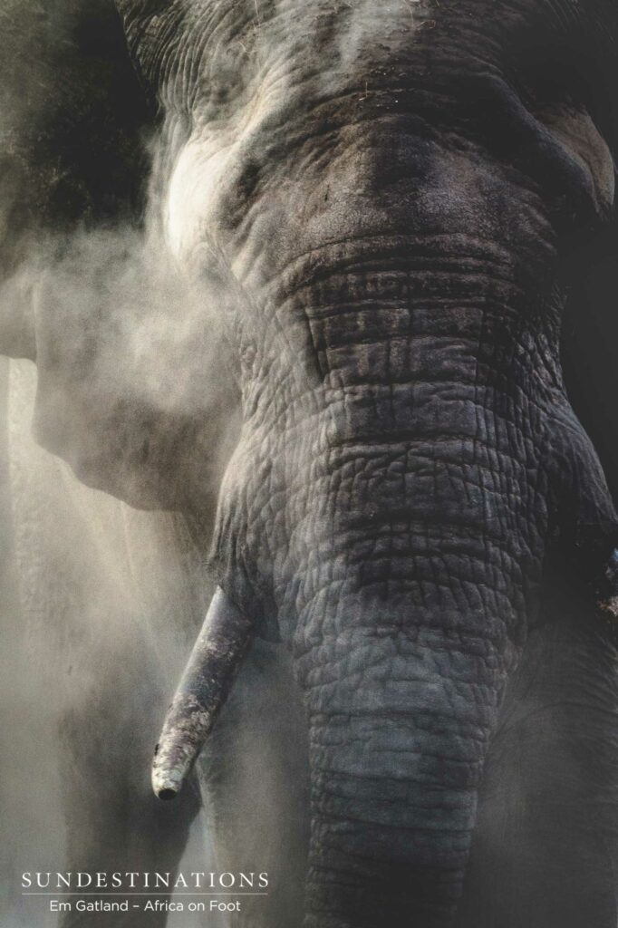 Elephant dust bath Elephant dust bath