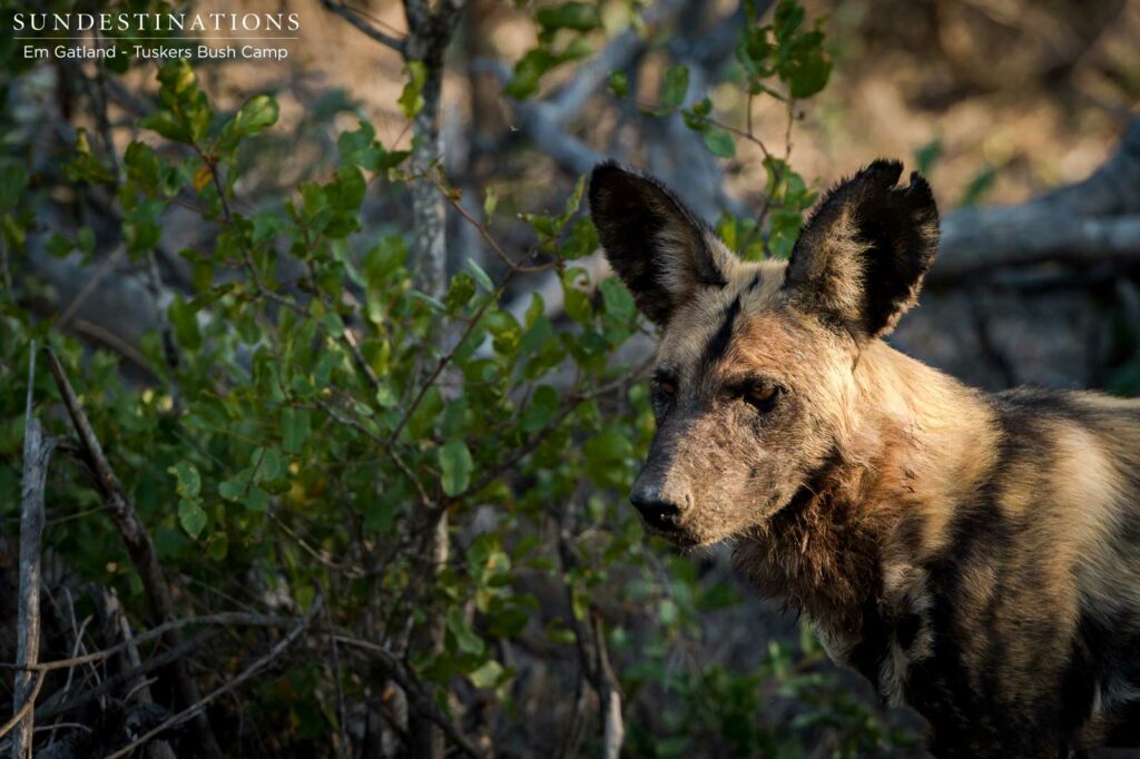 The endangered African wild dogs spotted on Tuskers Bush Camp territory this week gave the keen photographers on board the game viewer an opportunity of a lifetime The endangered African wild dogs spotted on Tuskers Bush Camp territory this week gave the keen photographers on board the game viewer an opportunity of a lifetime