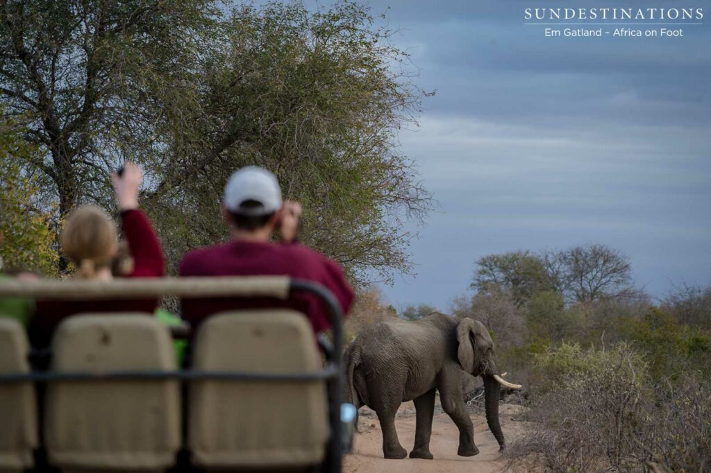 Watching elephants cross the road Watching elephants cross the road