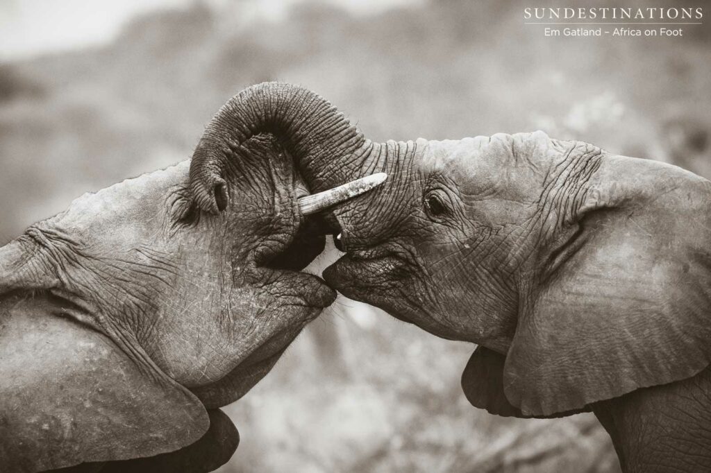 Elephant games Elephant games