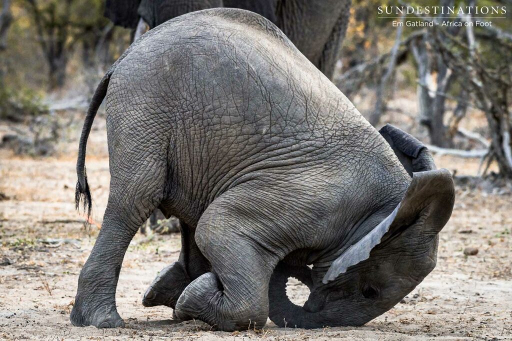 A baby elephant tumbles and frolics playfully A baby elephant tumbles and frolics playfully