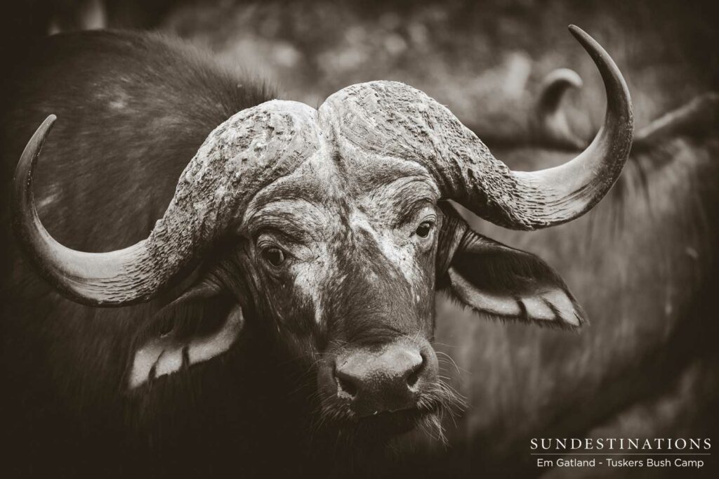 A buffalo bull eyes out guests on a game drive in the Tuskers Bush Camp private concession in Botswana A buffalo bull eyes out guests on a game drive in the Tuskers Bush Camp private concession in Botswana