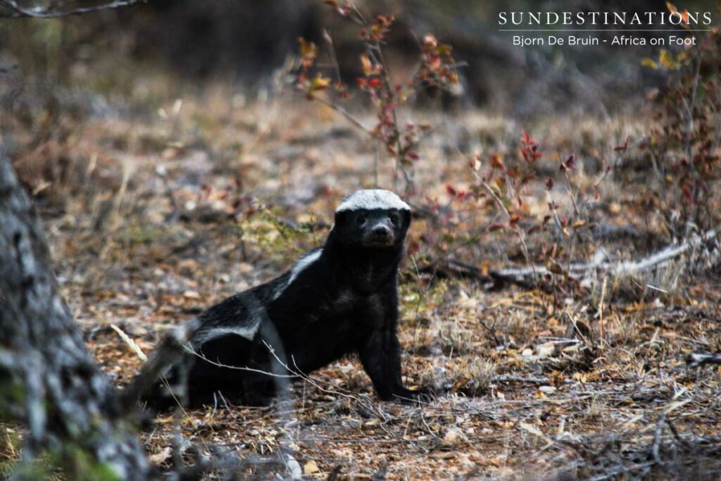Honey Badger Africa on Foot