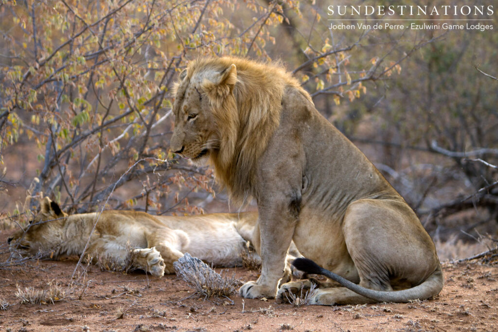 Singwe Pride mating pair