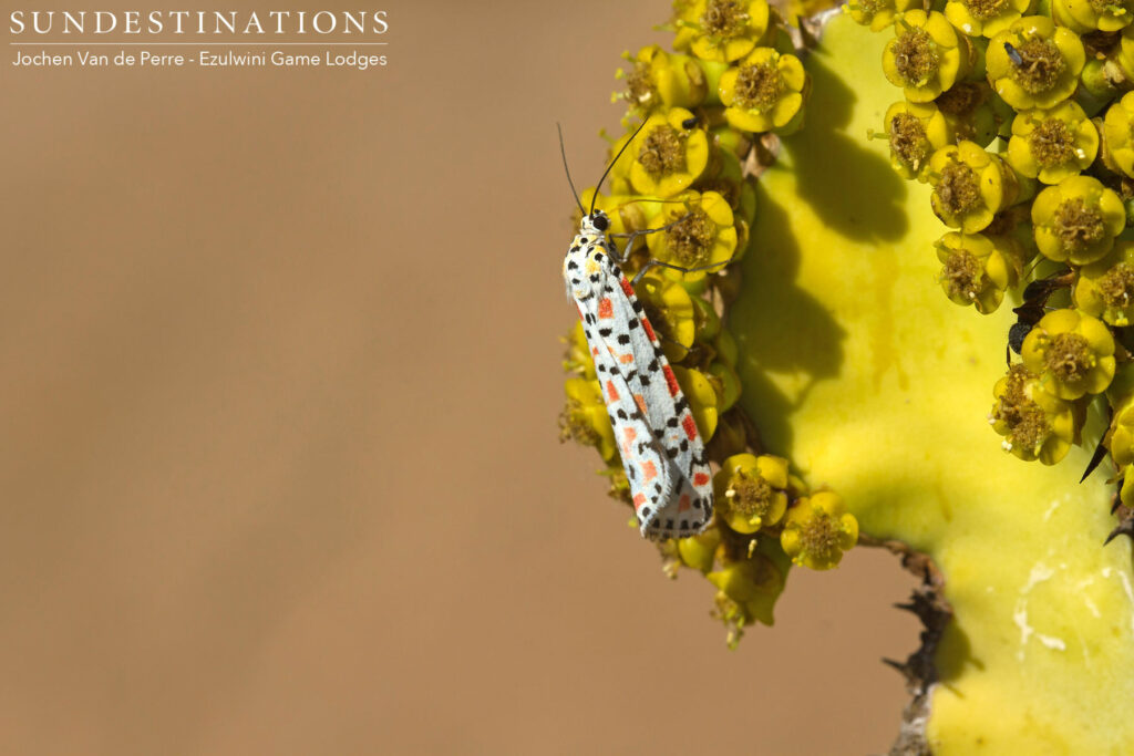 One of the colourful creatures of the Kruger, sunning itself on an interesting succulent plant. Sometimes, the most beautiful elements of nature are a little harder to spot! One of the colourful creatures of the Kruger, sunning itself on an interesting succulent plant. Sometimes, the most beautiful elements of nature are a little harder to spot!