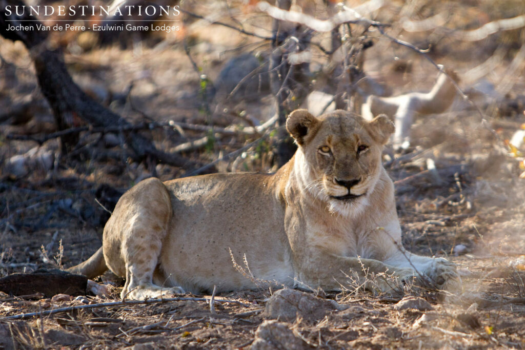 A lioness bears the scars of what appears to be a fighting injury - her left eye and ear are damaged, giving her an appropriately eerie look A lioness bears the scars of what appears to be a fighting injury - her left eye and ear are damaged, giving her an appropriately eerie look