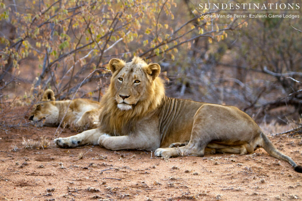 Singwe Pride mating pair