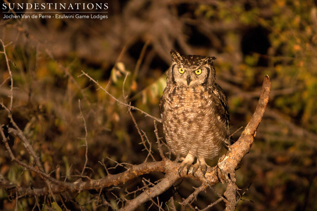 A spotted eagle owl has become a regular sighting outside Ezulwini River Lodge, and is often on its perch to welcome guests back from game drive! A spotted eagle owl has become a regular sighting outside Ezulwini River Lodge, and is often on its perch to welcome guests back from game drive!