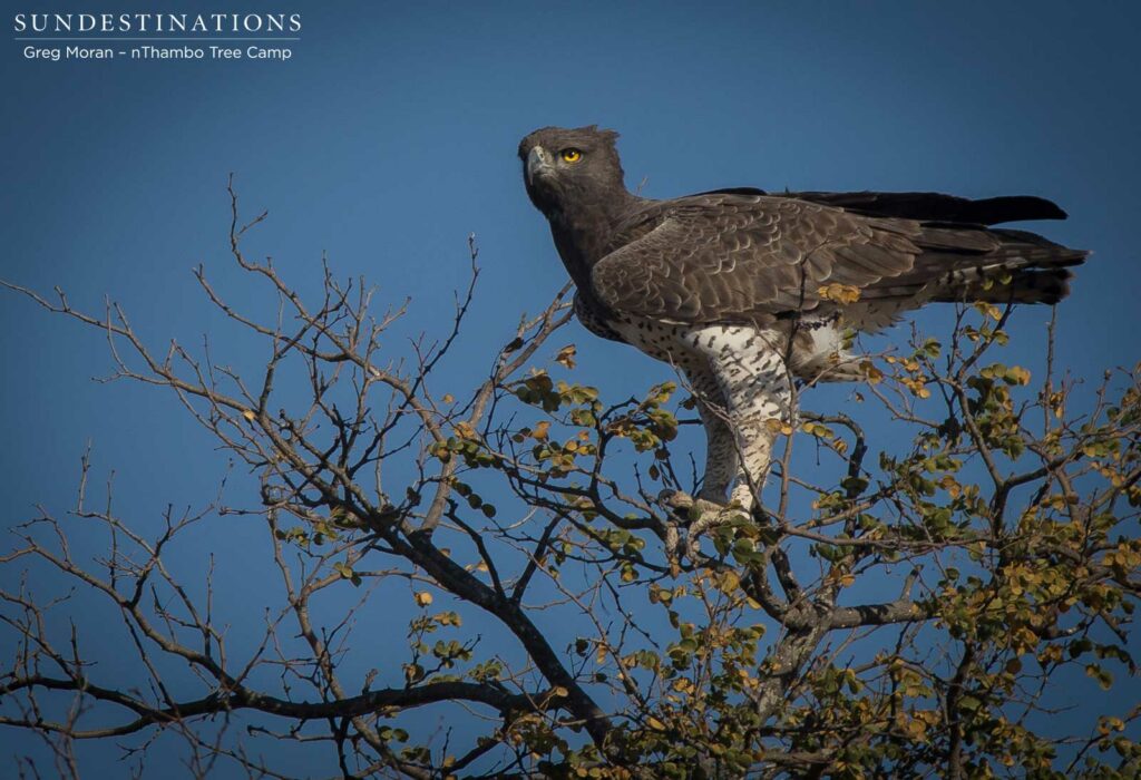 Africa's largest eagle - the martial - showed its true colours lately when it swooped down on a wild dog den and preyed on one of the pups Africa's largest eagle - the martial - showed its true colours lately when it swooped down on a wild dog den and preyed on one of the pups