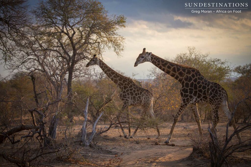 A giraffe ducks to avoid the menacing grip of a thorn tree under uncharacteristically stormy Klaserie skies A giraffe ducks to avoid the menacing grip of a thorn tree under uncharacteristically stormy Klaserie skies