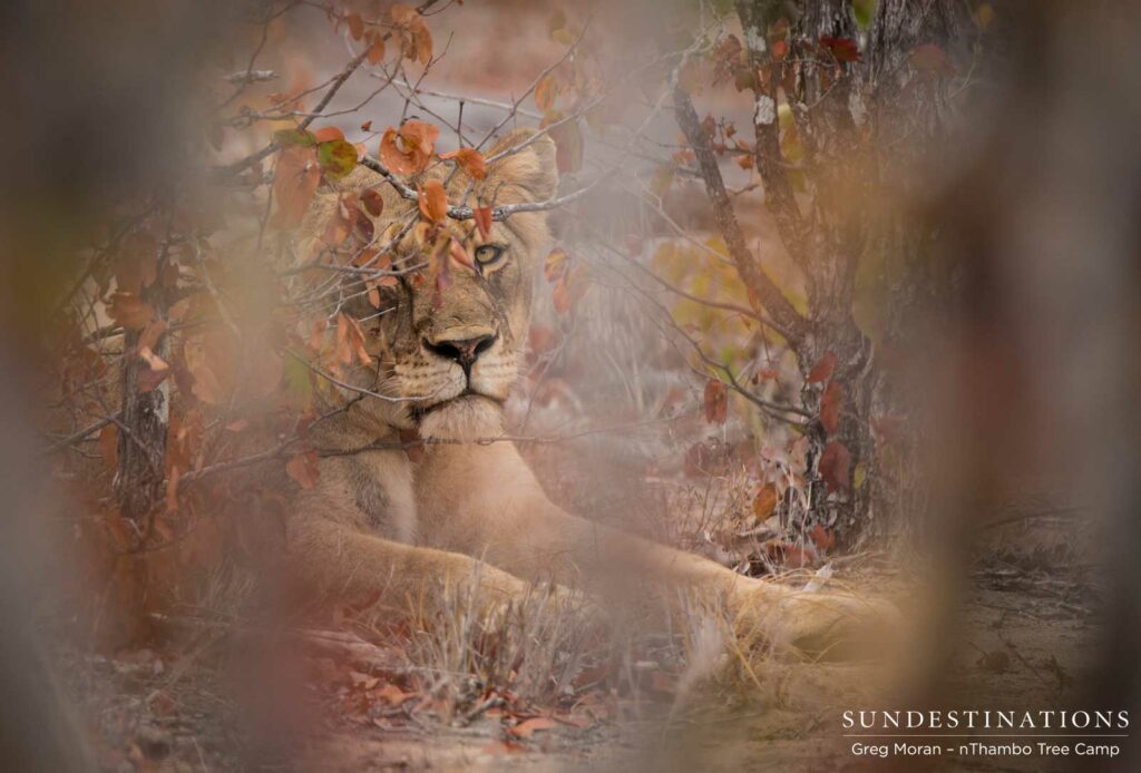 IMG_0902 One of the attitude-full Hercules lions playing hard to get by hiding out in the thicket, while nThambo guests try and capture a photograph