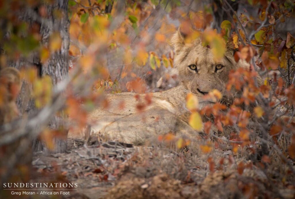 One of the Hercules Pride youngsters stays true to her pride's reputation and remains hidden behind the winter leaves, blending in beautifully to the bush One of the Hercules Pride youngsters stays true to her pride's reputation and remains hidden behind the winter leaves, blending in beautifully to the bush