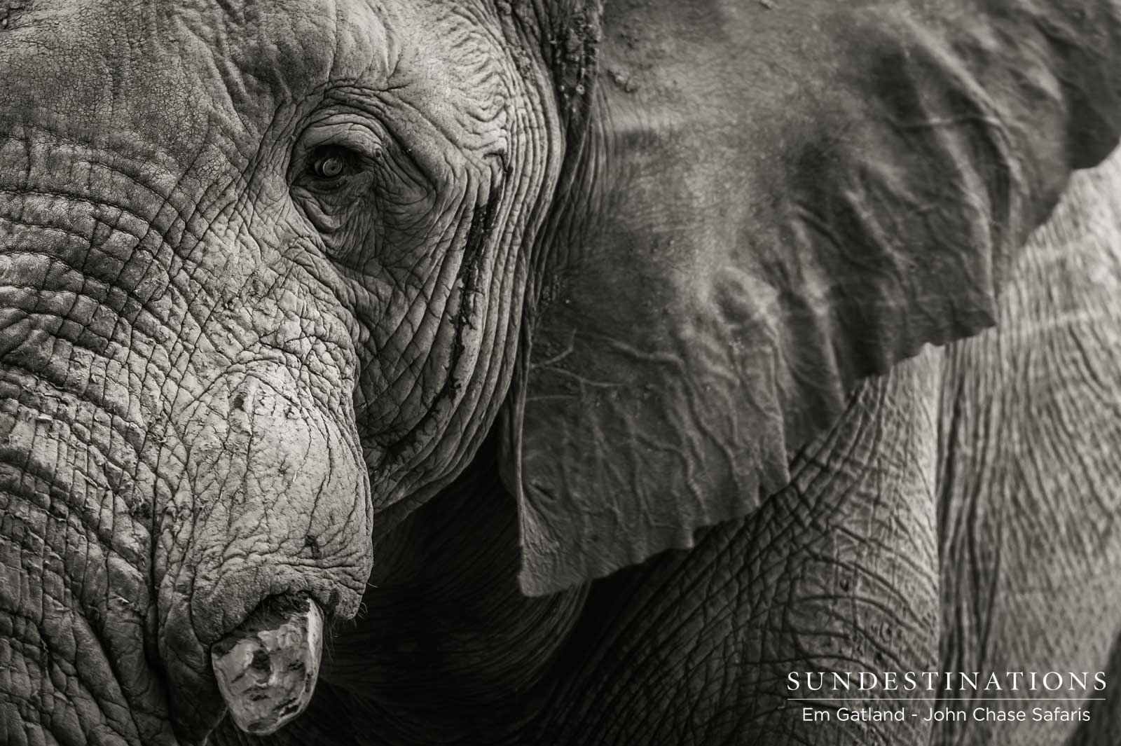 John Chase Safaris Elephant