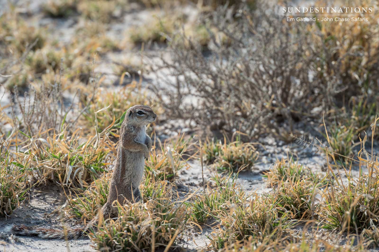 Ground Squirrel John Chase Safaris