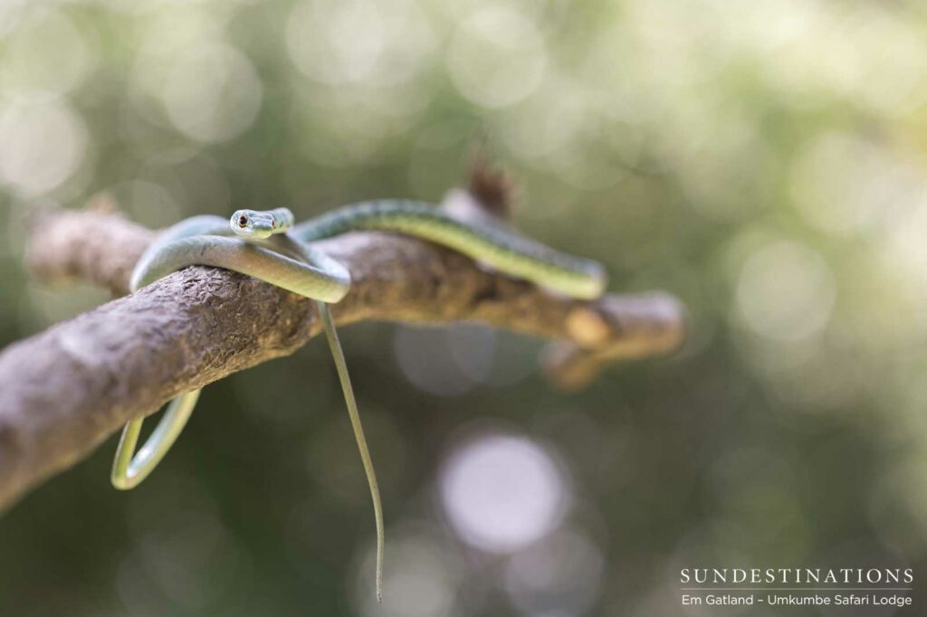 A boomslang balances comfortably on a smooth branch out in the Sabi Sand bushveld, characteristically keeping its distance from people A boomslang balances comfortably on a smooth branch out in the Sabi Sand bushveld, characteristically keeping its distance from people