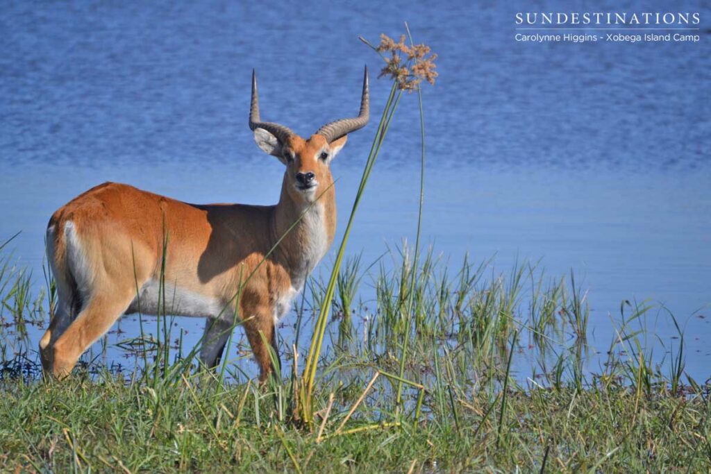 Red Lechwe in the Okavango Delta