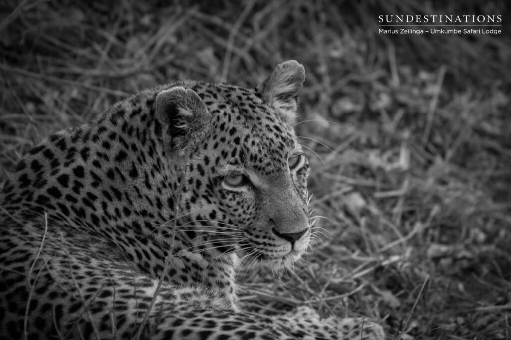Little Bush Leopard