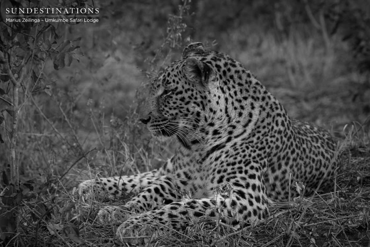 Little Bush the Leopard