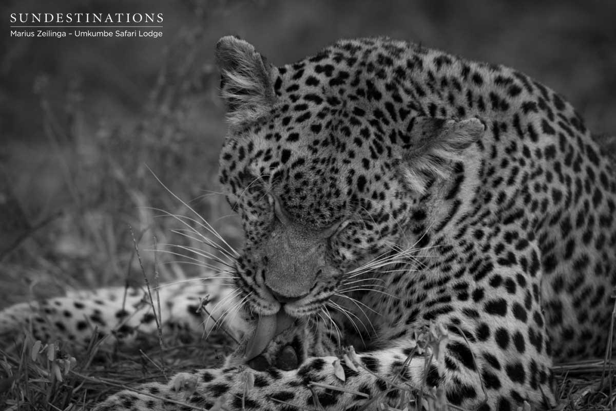 Sabi Sand Little Bush