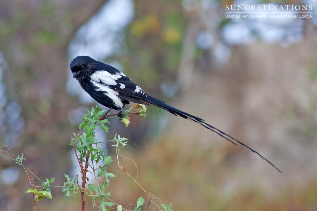A magpie shrike pauses to sing its melodious song - one of the most recognisable bird calls of the Lowveld A magpie shrike pauses to sing its melodious song - one of the most recognisable bird calls of the Lowveld