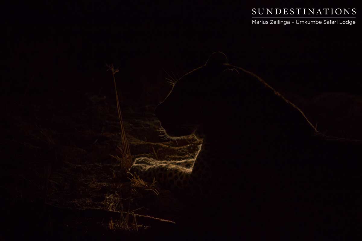 Mxabene in the Night