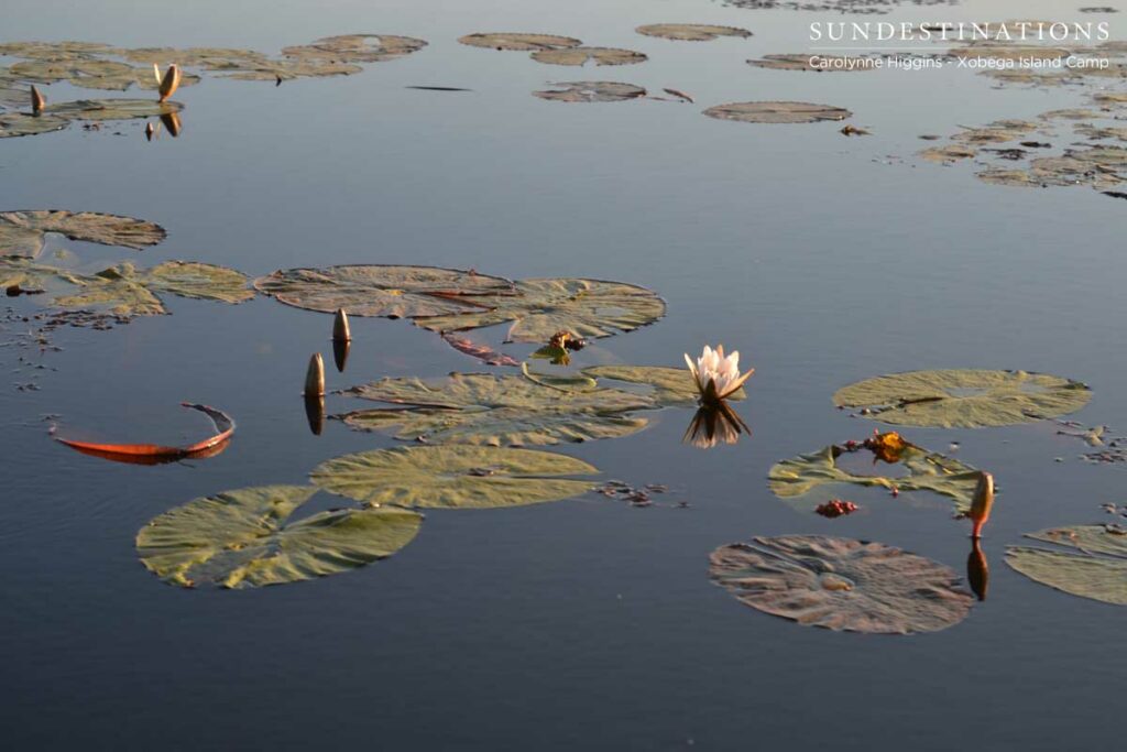 Okavango Delta Scene