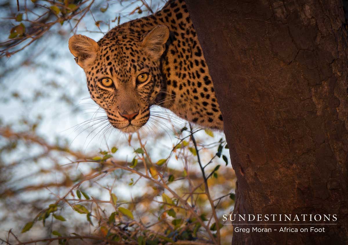 Ross Dam in Marula Tree