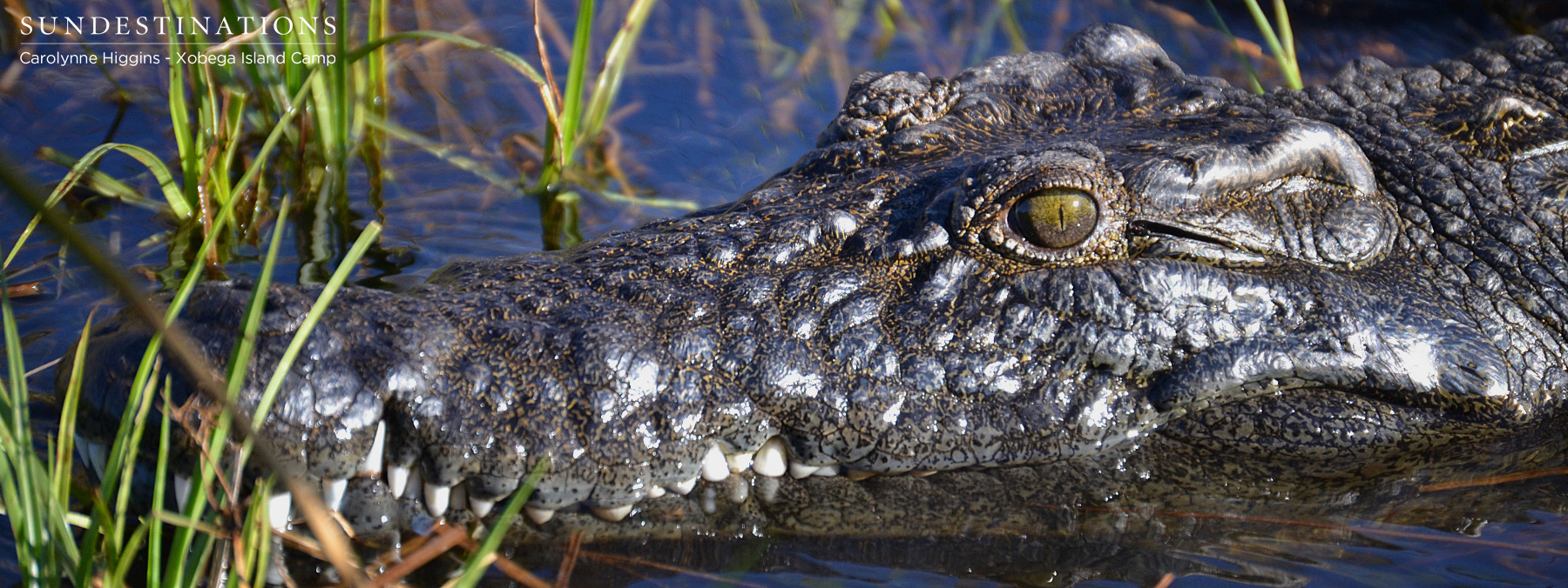 Nile Crocodile