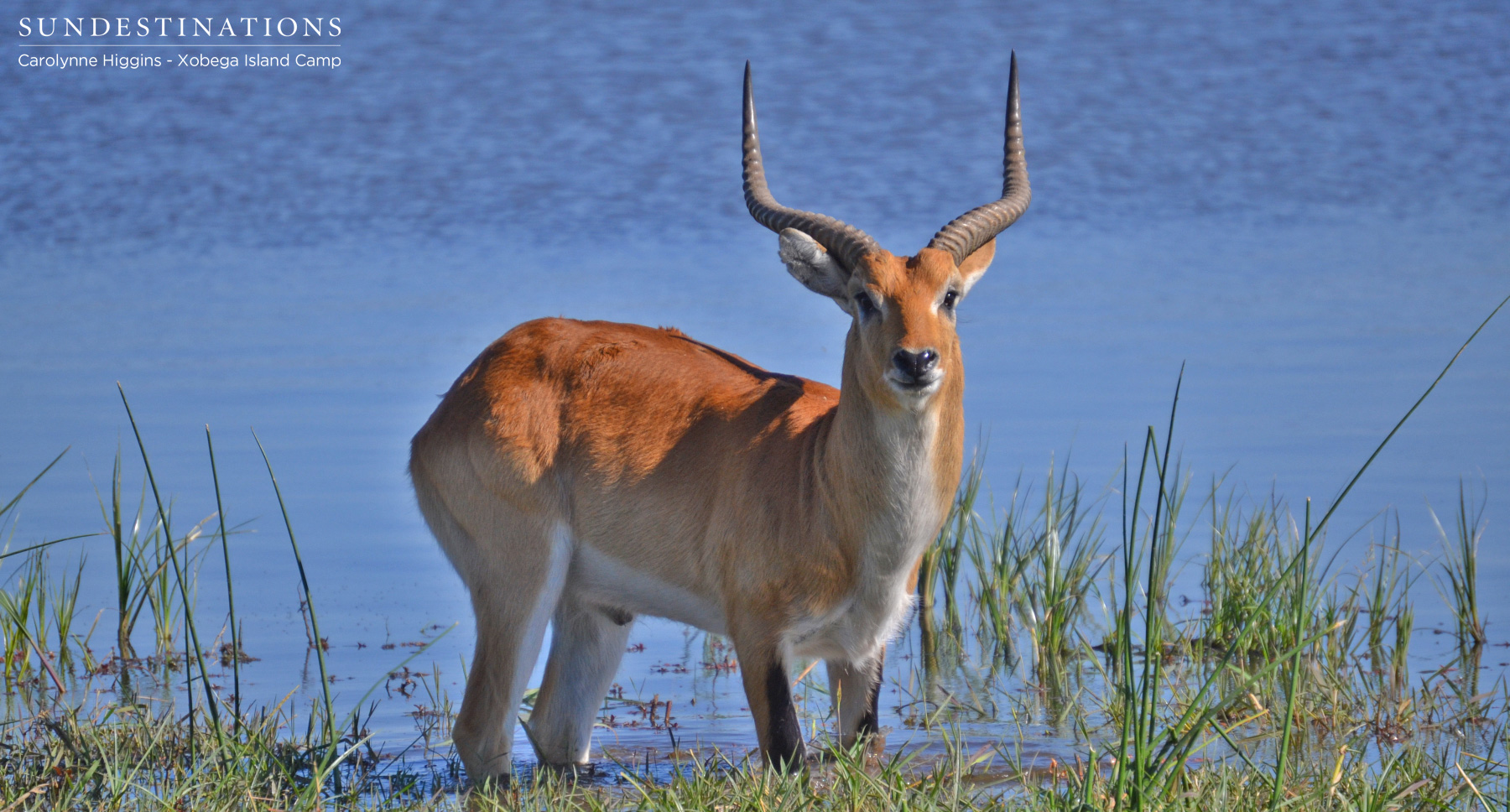 Lechwe in the Delta