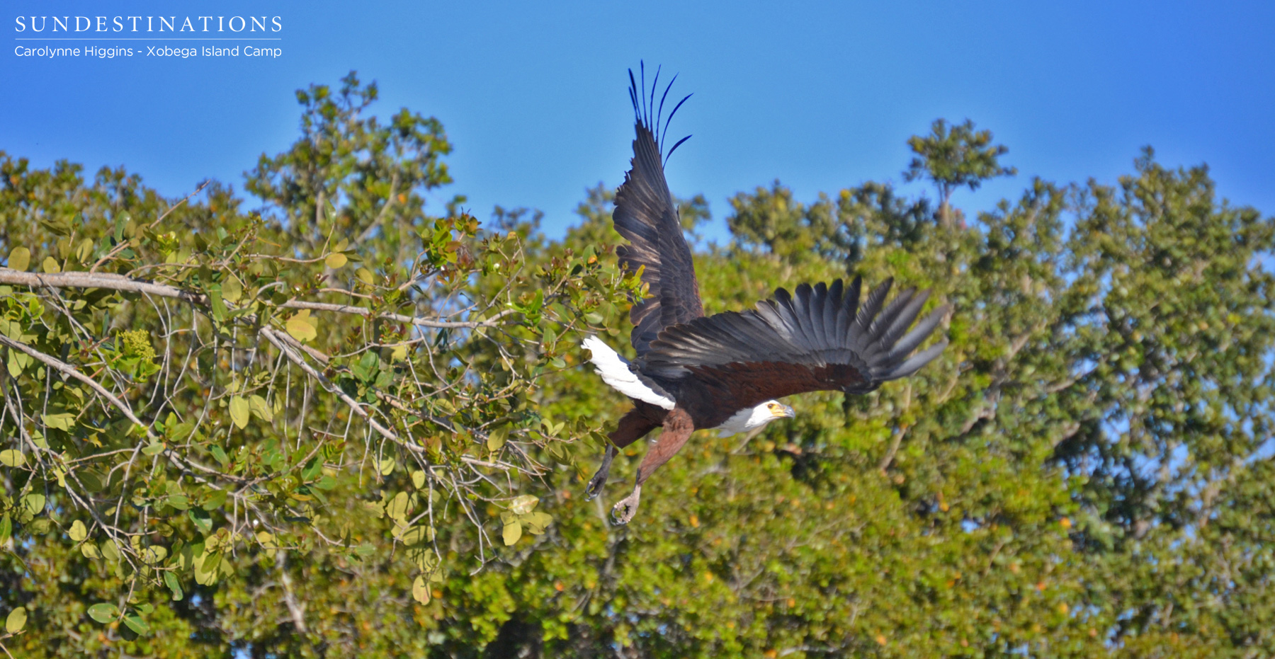 African Fish Eagle