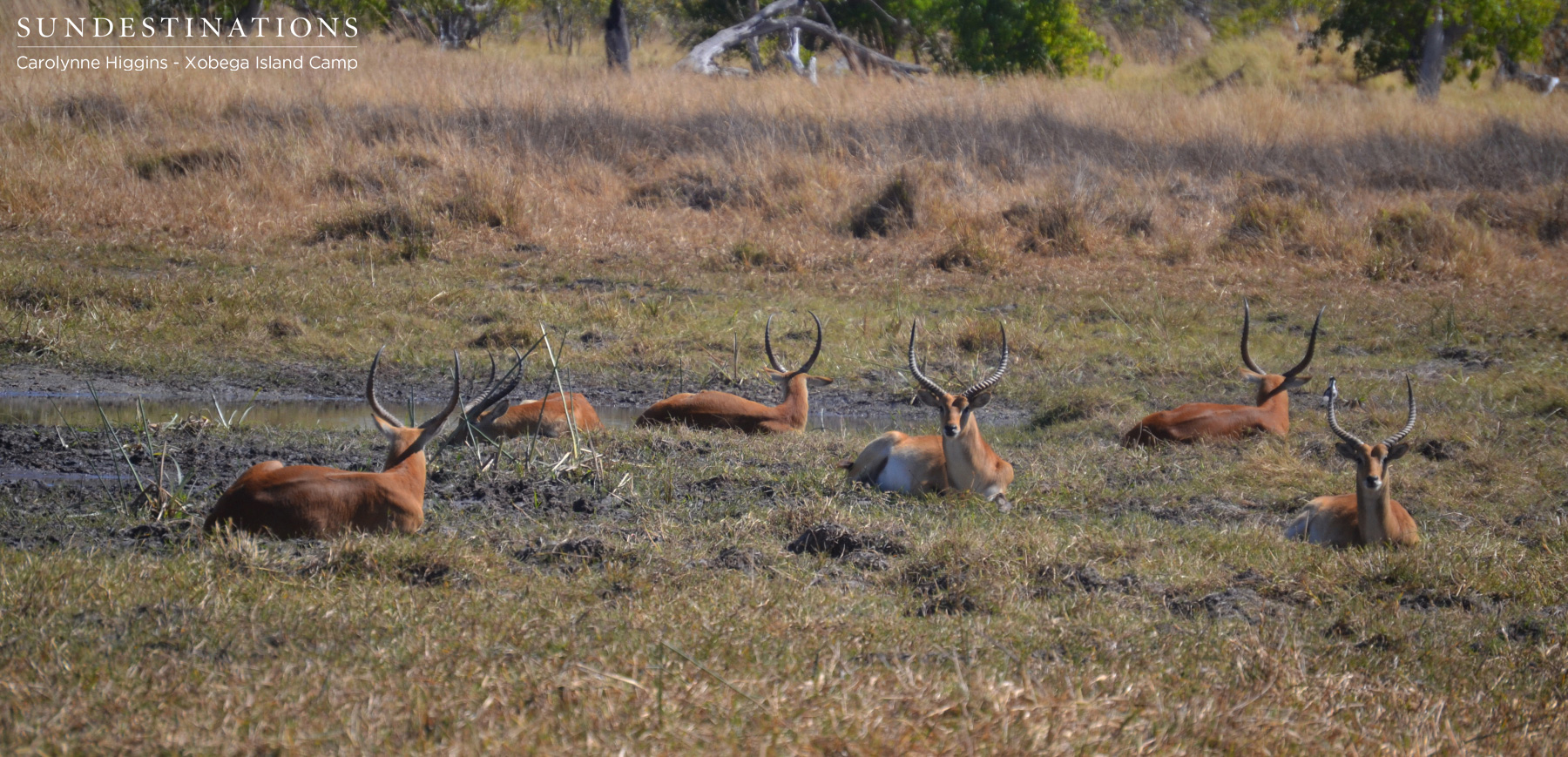 Lechwe Lying Down