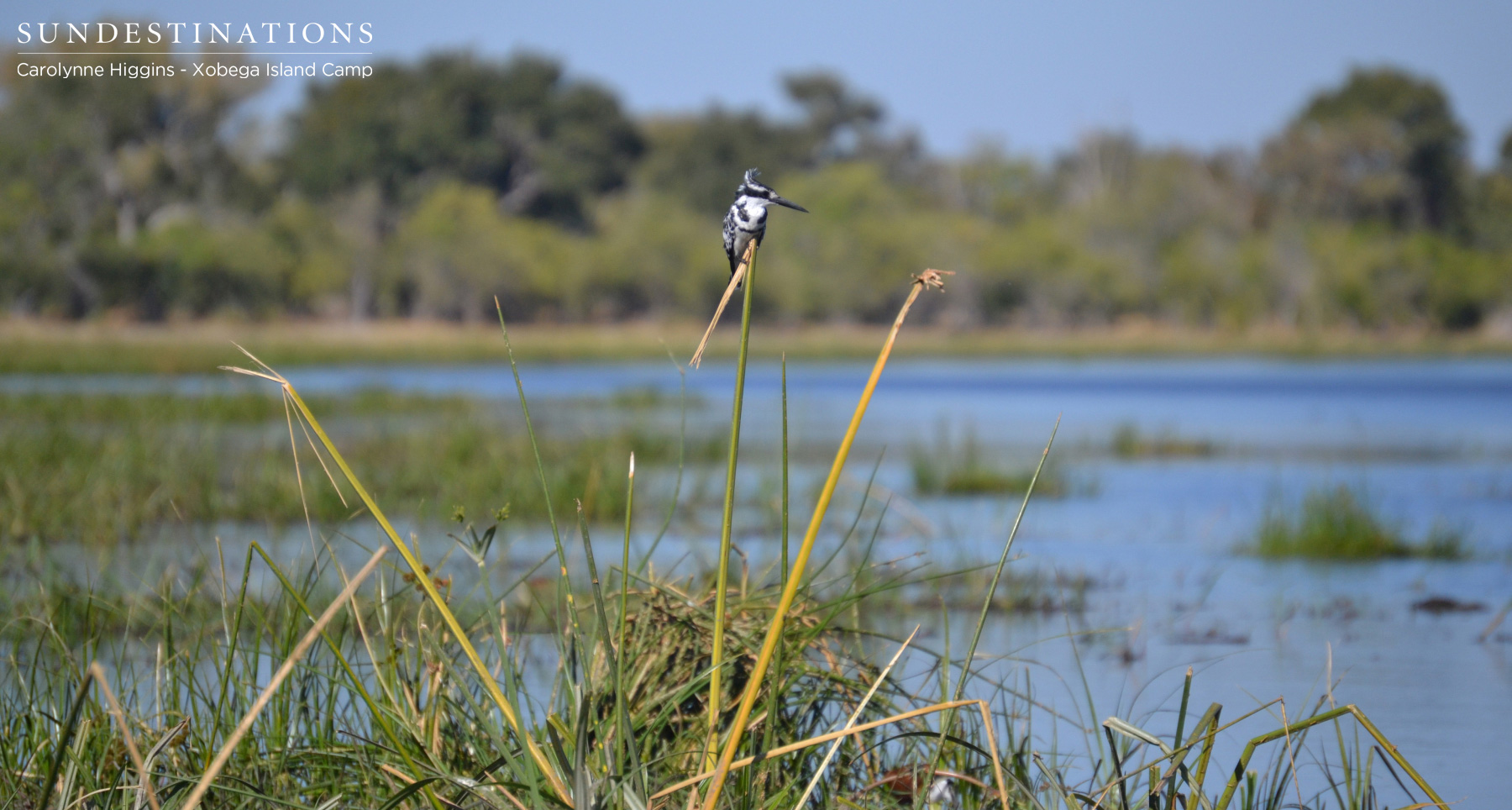 Pied Kingfisher