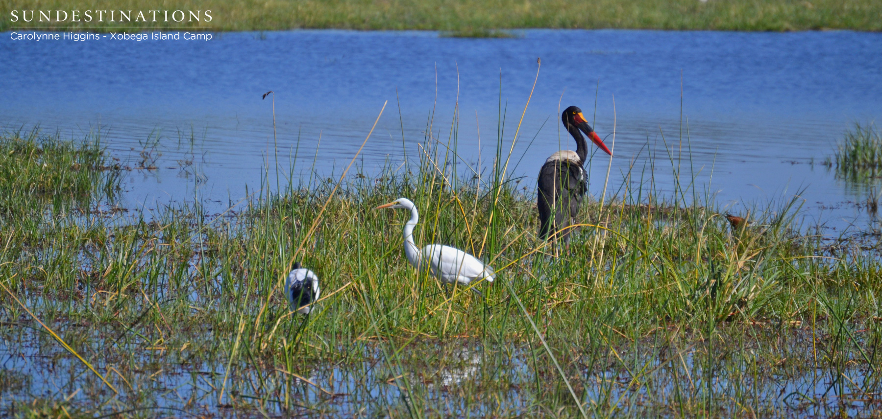 Saddle-billed Stork