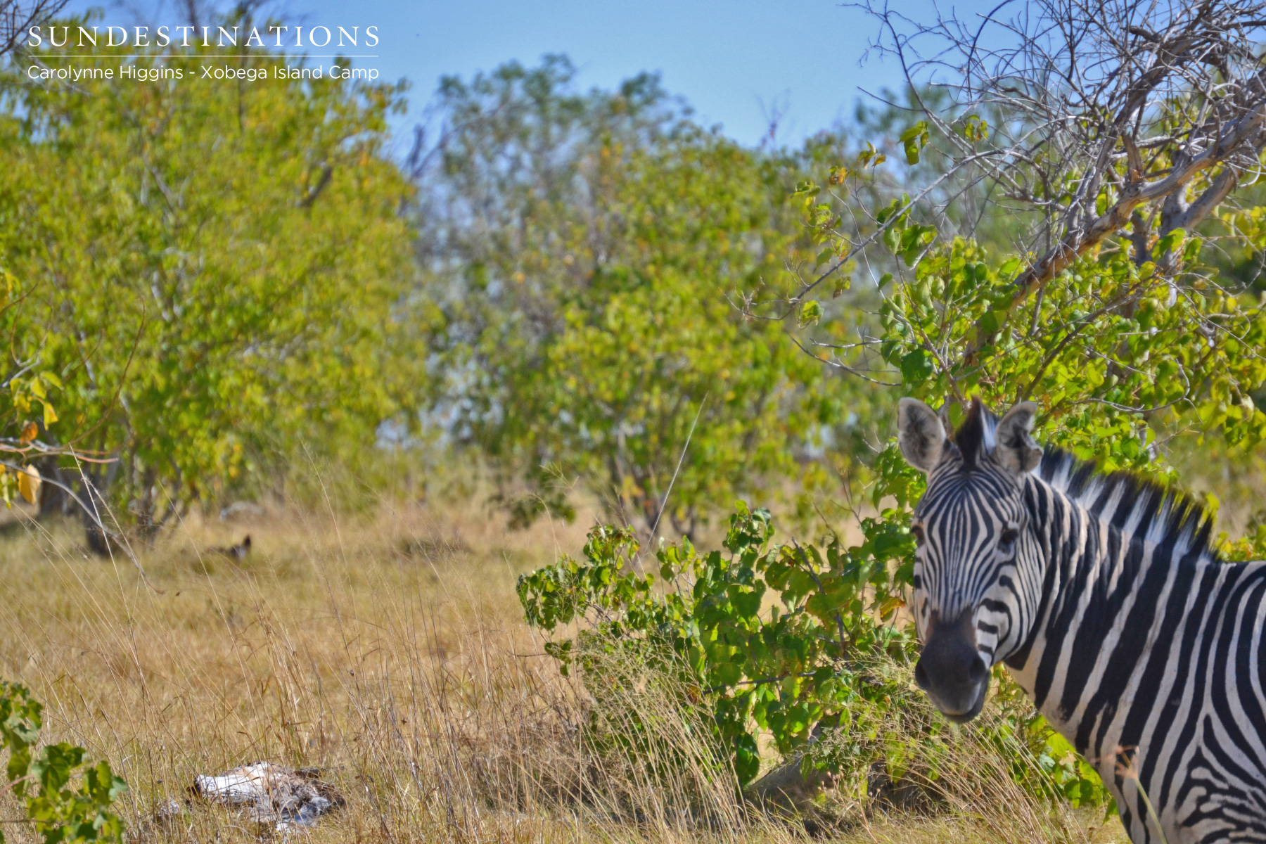 Zebra hides in Thickets