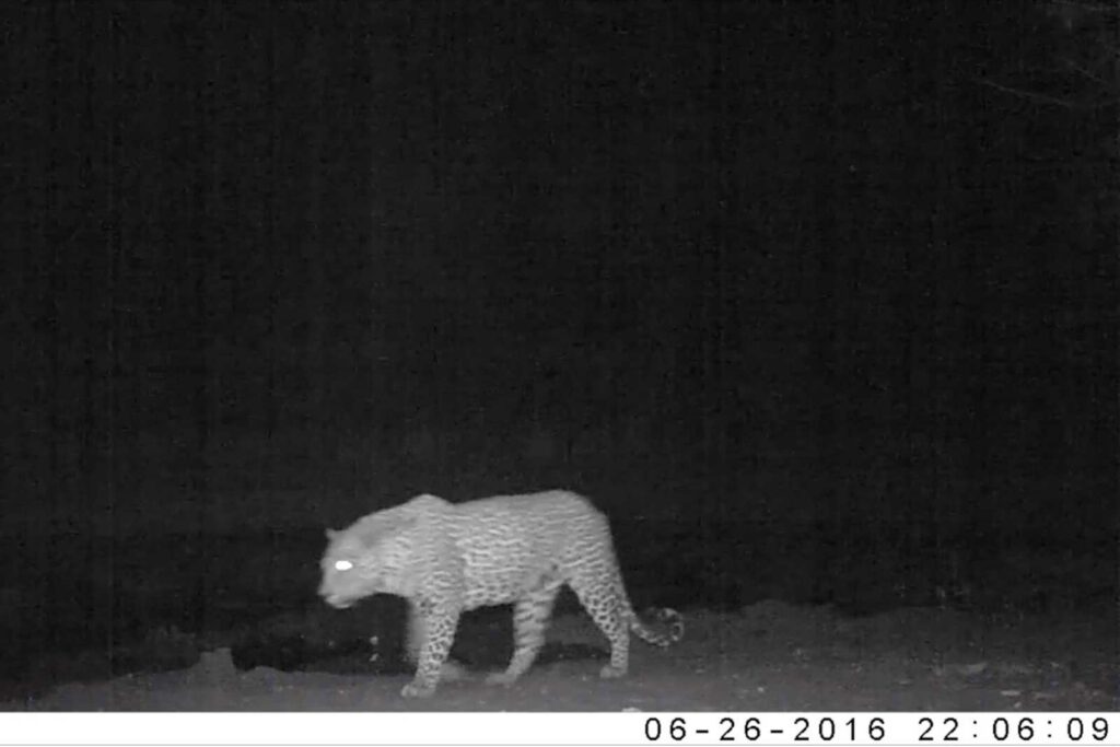 Leopard captured on camera trap in Klaserie