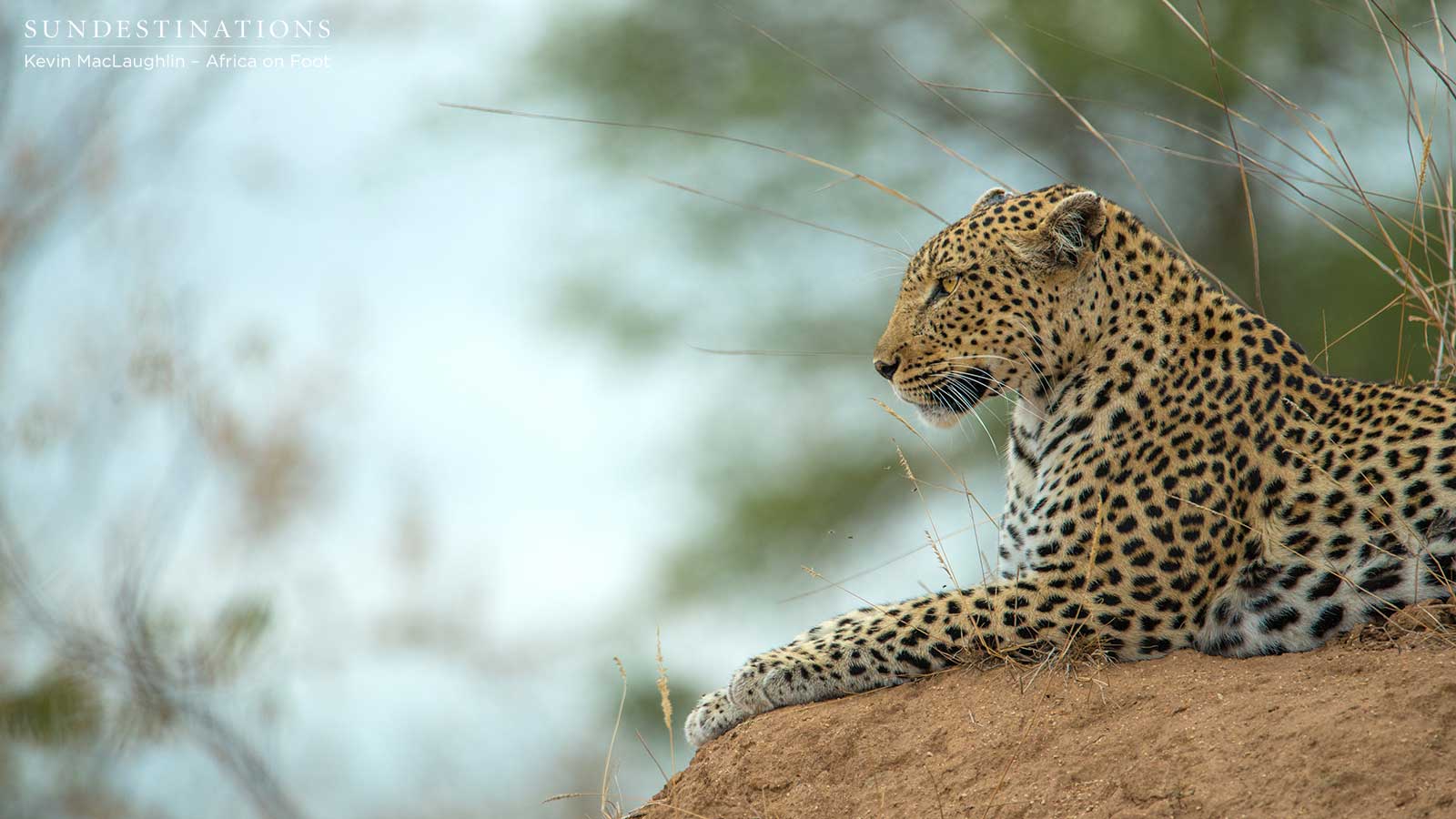 Cleo the Leopardess
