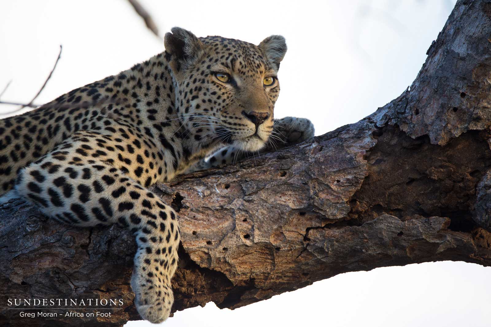 Africa on Foot Leopard