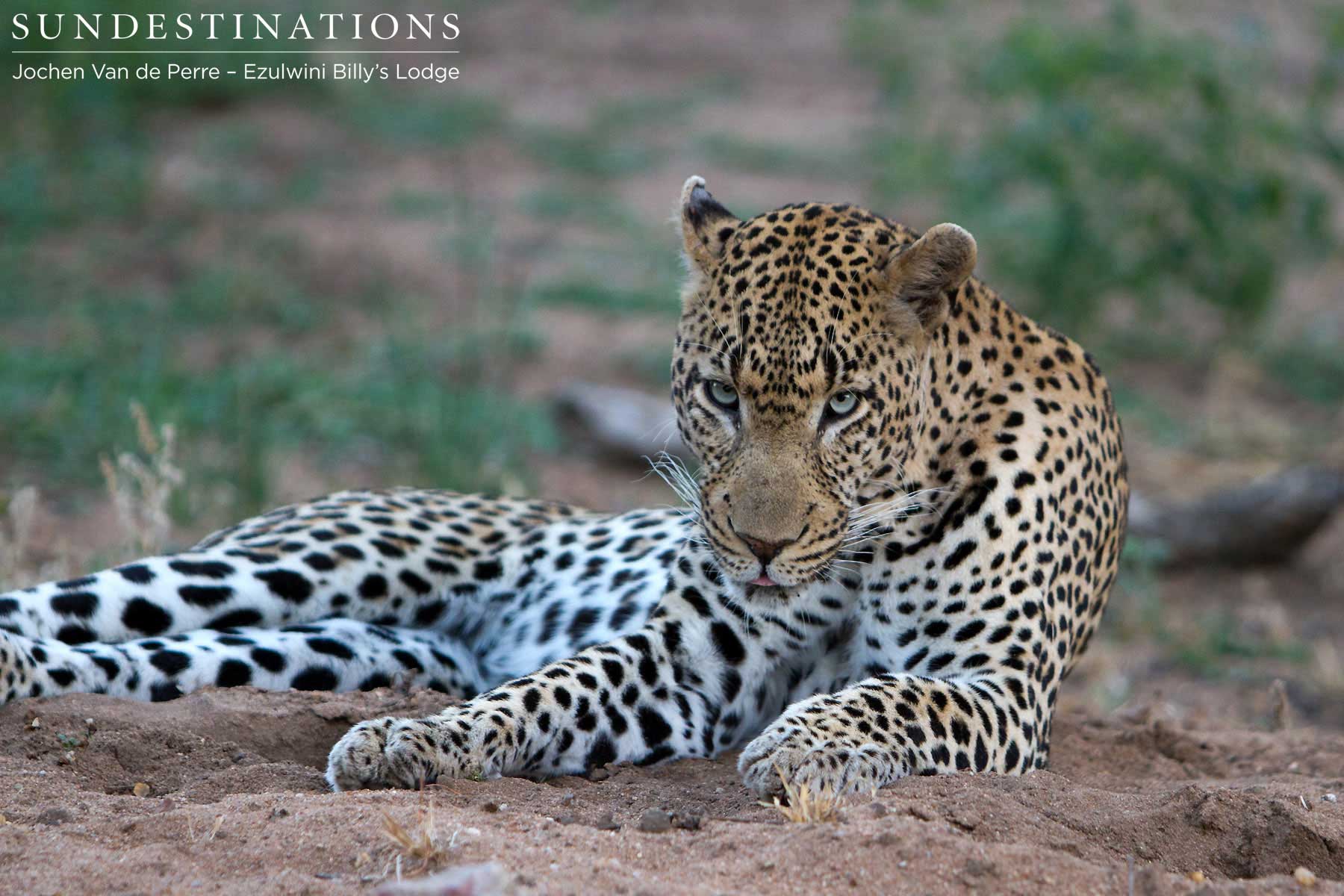 Ezulwini Blue-eyed Boy