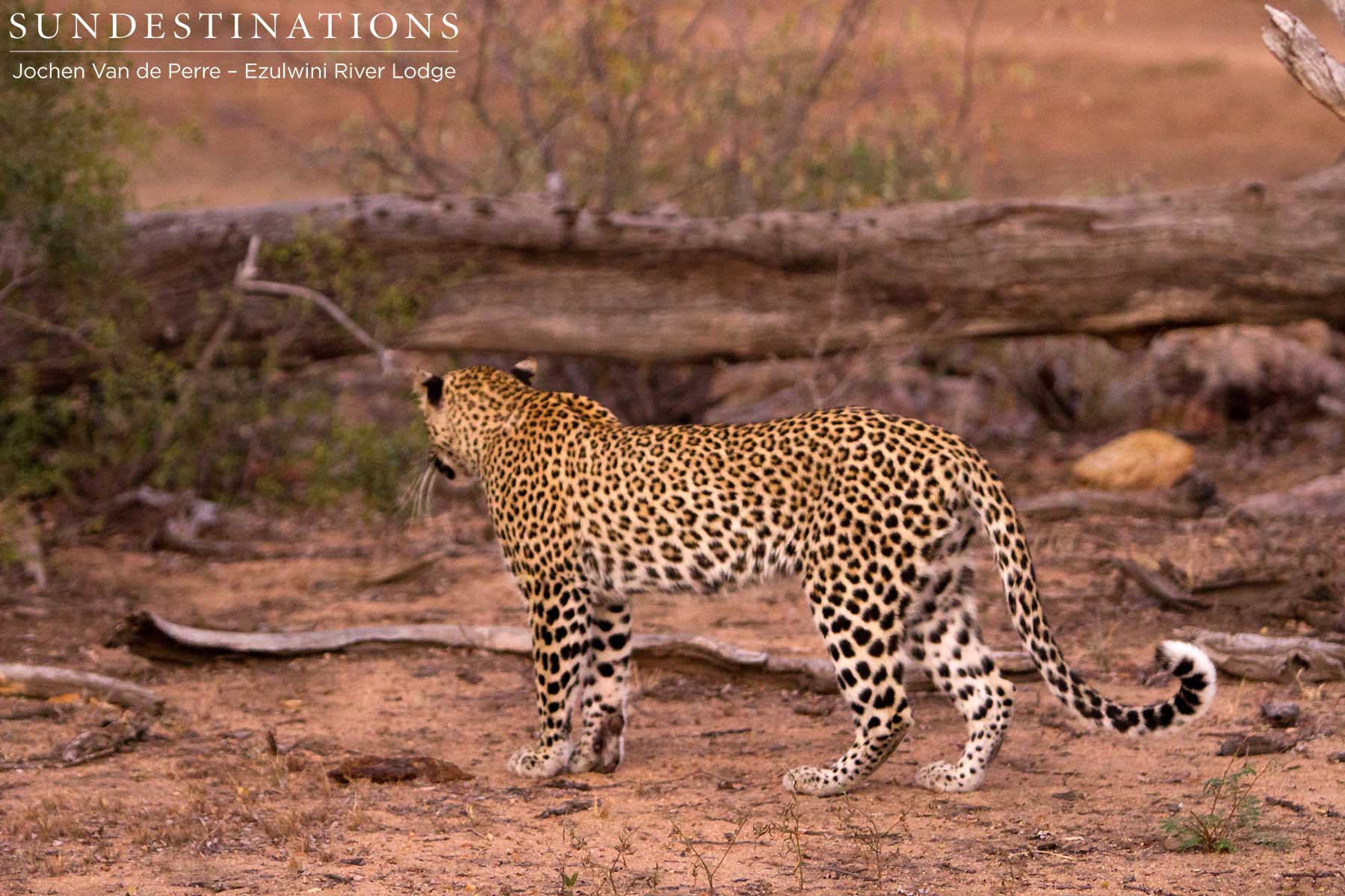 Van Wijk's Leopardess